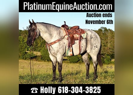 American Quarter Horse, Wallach, 16 Jahre, 165 cm, Roan-Blue