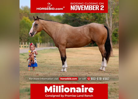 American Quarter Horse, Wallach, 16 Jahre, Buckskin