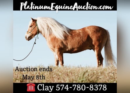 American Quarter Horse, Wallach, 16 Jahre, Palomino