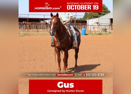 American Quarter Horse, Wallach, 16 Jahre, Rotfuchs