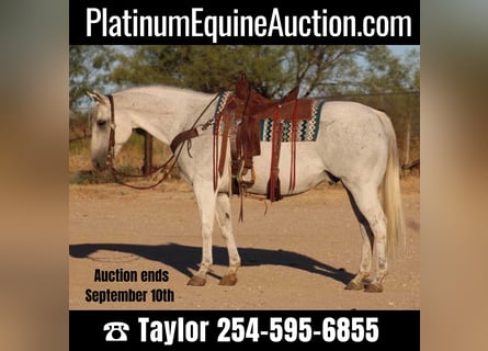 American Quarter Horse, Wallach, 16 Jahre, Schimmel