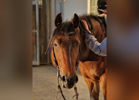 American Quarter Horse, Wallach, 17 Jahre, 145 cm, Brauner