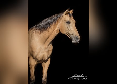 American Quarter Horse, Wallach, 17 Jahre, 150 cm, Buckskin