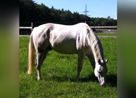 American Quarter Horse, Wallach, 17 Jahre, 150 cm, Schimmel