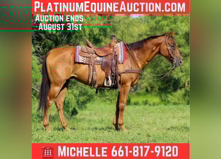 American Quarter Horse, Wallach, 17 Jahre, 155 cm, Dunkelfuchs