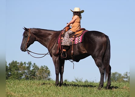 American Quarter Horse, Wallach, 17 Jahre, 163 cm, Rappe