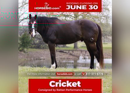 American Quarter Horse, Wallach, 17 Jahre, 165 cm, Rotbrauner
