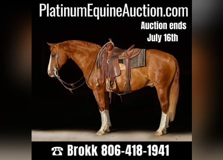 American Quarter Horse, Wallach, 17 Jahre, Dunkelfuchs