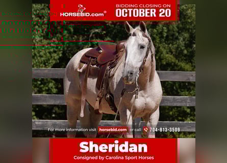 American Quarter Horse, Wallach, 18 Jahre, 157 cm, Schimmel