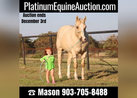 American Quarter Horse, Wallach, 18 Jahre, Palomino