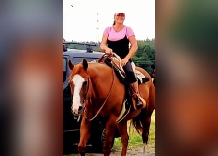 American Quarter Horse, Wallach, 19 Jahre, 160 cm, Fuchs