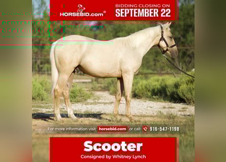 American Quarter Horse, Wallach, 1 Jahr, 132 cm, Palomino