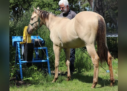 American Quarter Horse, Wallach, 1 Jahr, 150 cm, Champagne