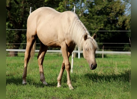 American Quarter Horse, Wallach, 1 Jahr, 150 cm, Palomino