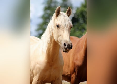 American Quarter Horse, Wallach, 1 Jahr, 150 cm, Palomino