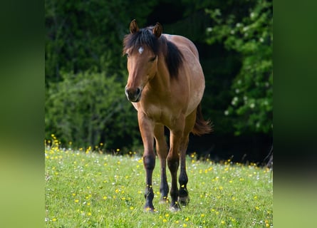 American Quarter Horse, Wallach, 1 Jahr, 150 cm