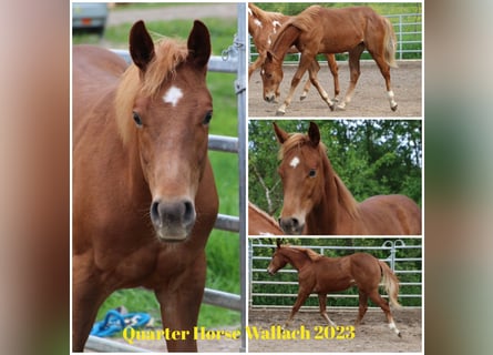 American Quarter Horse, Wallach, 1 Jahr, 155 cm, Fuchs