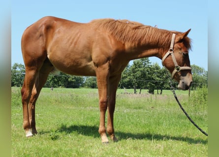 American Quarter Horse, Wallach, 1 Jahr, 160 cm, Fuchs