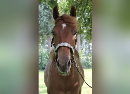 American Quarter Horse, Wallach, 1 Jahr, 160 cm, Fuchs