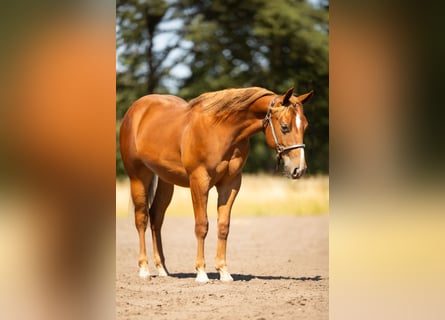American Quarter Horse, Wallach, 1 Jahr, Fuchs