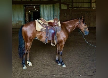 American Quarter Horse, Wallach, 1 Jahr, Rotbrauner