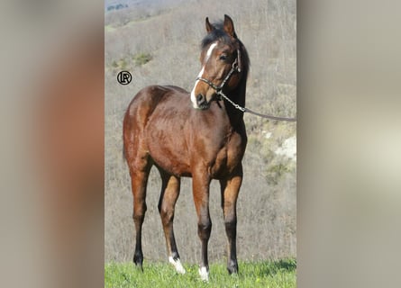 American Quarter Horse, Wallach, 1 Jahr, Rotbrauner