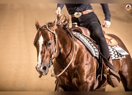 American Quarter Horse, Wallach, 22 Jahre, Dunkelfuchs