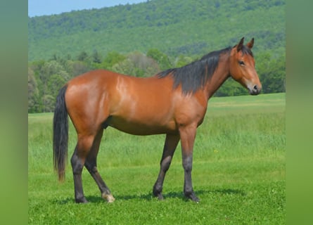 American Quarter Horse, Wallach, 2 Jahre, 142 cm, Rotbrauner