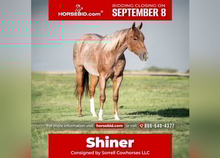 American Quarter Horse, Wallach, 2 Jahre, 147 cm, Roan-Red