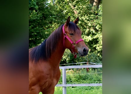 American Quarter Horse, Wallach, 2 Jahre, 150 cm, Brauner