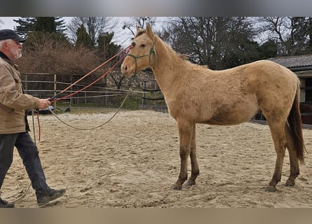 American Quarter Horse, Wallach, 2 Jahre, 150 cm, Champagne