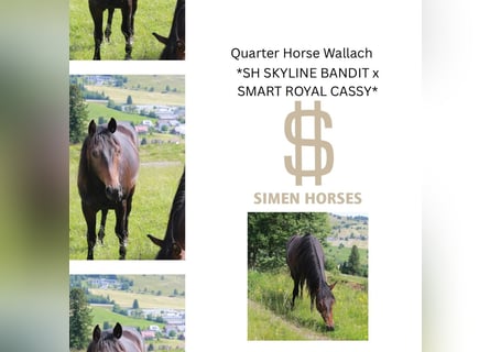 American Quarter Horse, Wallach, 2 Jahre, 150 cm, Dunkelbrauner