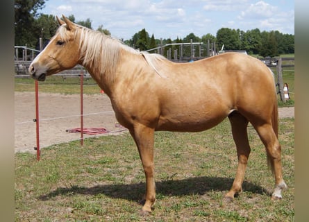 American Quarter Horse, Wallach, 2 Jahre, 151 cm, Palomino