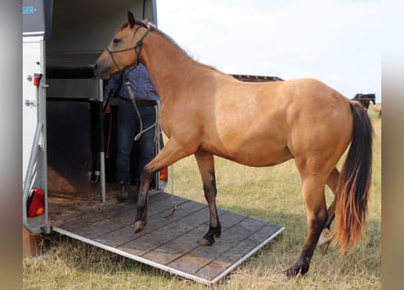American Quarter Horse, Wallach, 2 Jahre, 152 cm, Buckskin