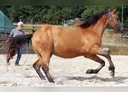 American Quarter Horse, Wallach, 2 Jahre, 152 cm, Buckskin