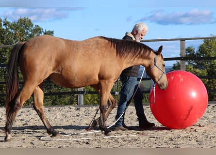 American Quarter Horse, Wallach, 2 Jahre, 152 cm, Buckskin