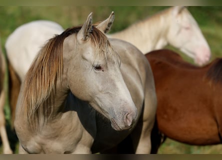 American Quarter Horse, Wallach, 2 Jahre, 152 cm, Champagne