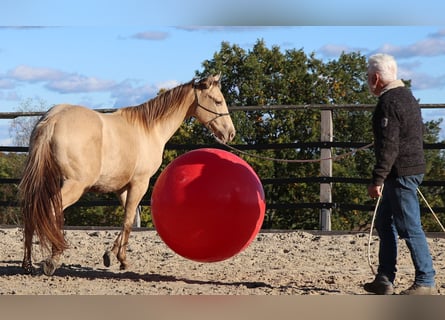 American Quarter Horse, Wallach, 2 Jahre, 152 cm, Champagne
