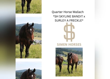 American Quarter Horse, Wallach, 2 Jahre, 152 cm, Dunkelbrauner
