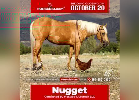 American Quarter Horse, Wallach, 2 Jahre, 152 cm, Palomino