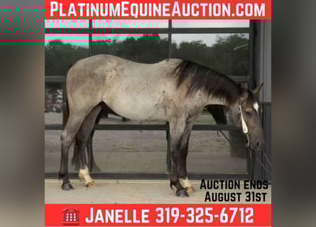 American Quarter Horse, Wallach, 2 Jahre, 152 cm, Roan-Blue