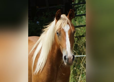 American Quarter Horse, Wallach, 2 Jahre, 153 cm, Fuchs