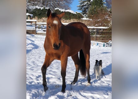 American Quarter Horse, Wallach, 2 Jahre, 154 cm, Buckskin
