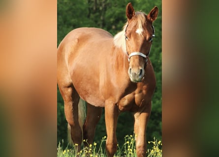 American Quarter Horse, Wallach, 2 Jahre, 155 cm, Fuchs