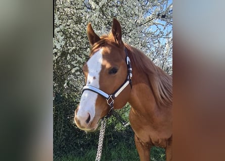 American Quarter Horse, Wallach, 2 Jahre, 156 cm, Fuchs