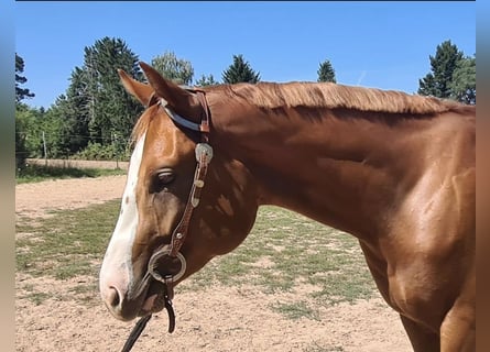American Quarter Horse, Wallach, 2 Jahre, 156 cm, Fuchs