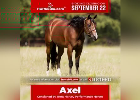American Quarter Horse, Wallach, 2 Jahre, 157 cm, Rotbrauner