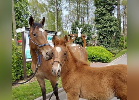 American Quarter Horse Mix, Wallach, 2 Jahre, 158 cm, Fuchs