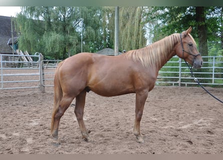 American Quarter Horse, Wallach, 2 Jahre, 158 cm, Fuchs