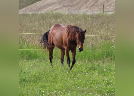 American Quarter Horse, Wallach, 2 Jahre, 160 cm, Brauner